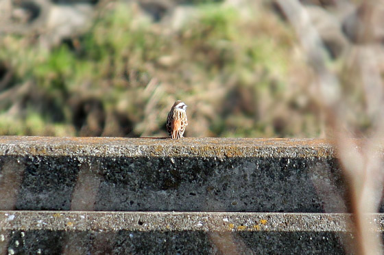 250mmと300mmで野鳥を撮影してみました^^ - 虹色フォーカスannex
