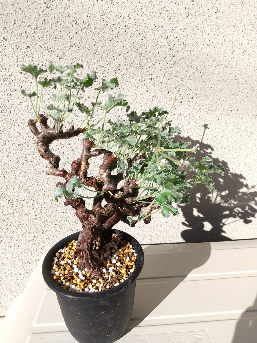 Pelargonium mirabile ペラルゴニム ミラビレ未発根を買うときに注意