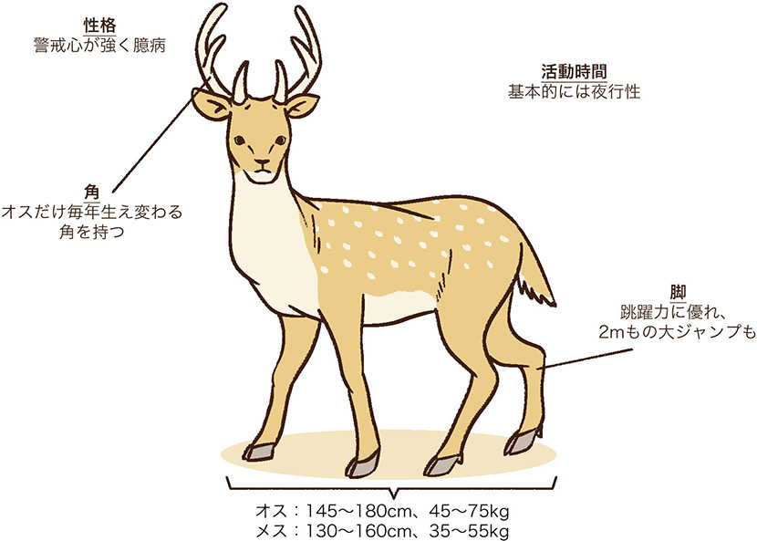 有害駆除対象鳥獣 エゾ鹿の角 複数セット 有害駆除対象鳥獣 エゾ鹿の角