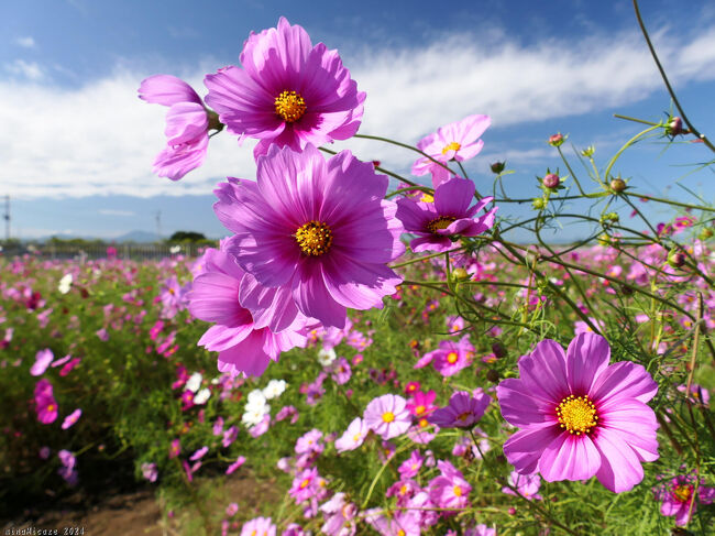 玉村町下之宮の国道沿いのコスモス畑_2024_満開継続中、見頃終盤でした