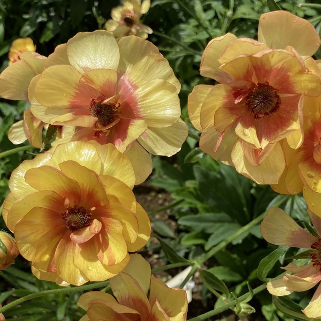 植えっぱなし2年目のラナンキュラス・ラックス「ロティス」、芽吹き