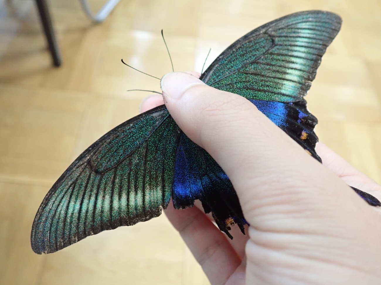 ミヤマカラスアゲハの夏型。春型が美麗とされるが夏も十分美しい