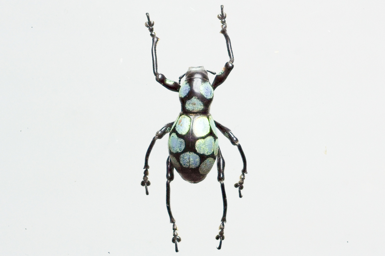 backend=imagemagick;version=1;