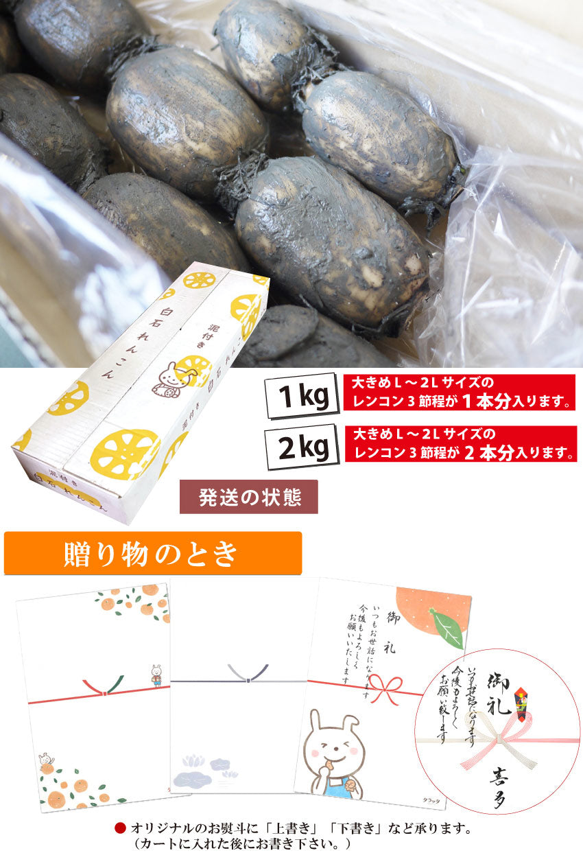 朝採れ！！ホクホク】泥付き☆白石れんこん☆（佐賀県白石町産