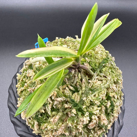 富貴蘭 変化を楽しむ | 朱天王白縞 『紅花品種から白縞柄が出現