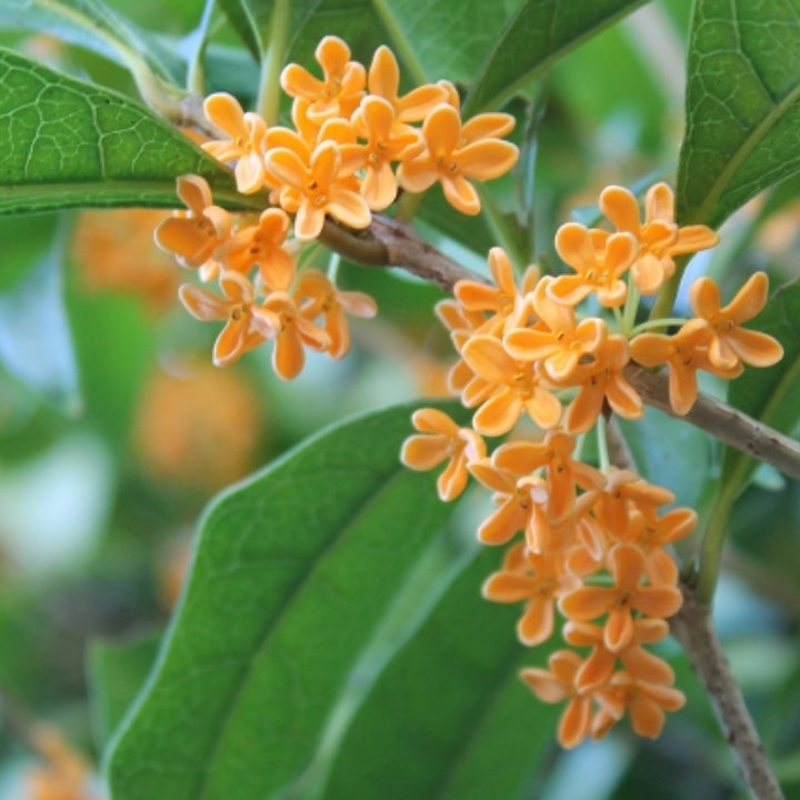 限定32セット】キンモクセイ(金木犀) 苗木 3.5号 3ポットセット ※予約