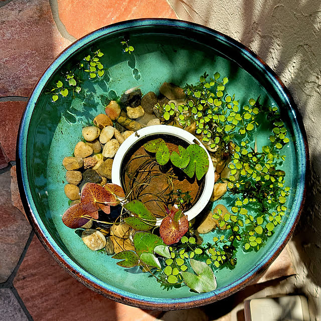 睡蓮鉢 メダカのおすすめ商品とおしゃれな実例 ｜ RoomClip（ルーム