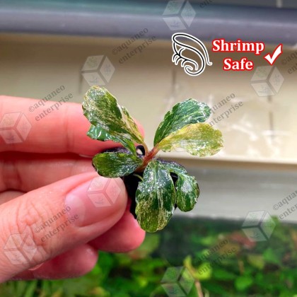 Low Tech] Bucephalandra Variegated Marble / APC Marble LP Aquatic