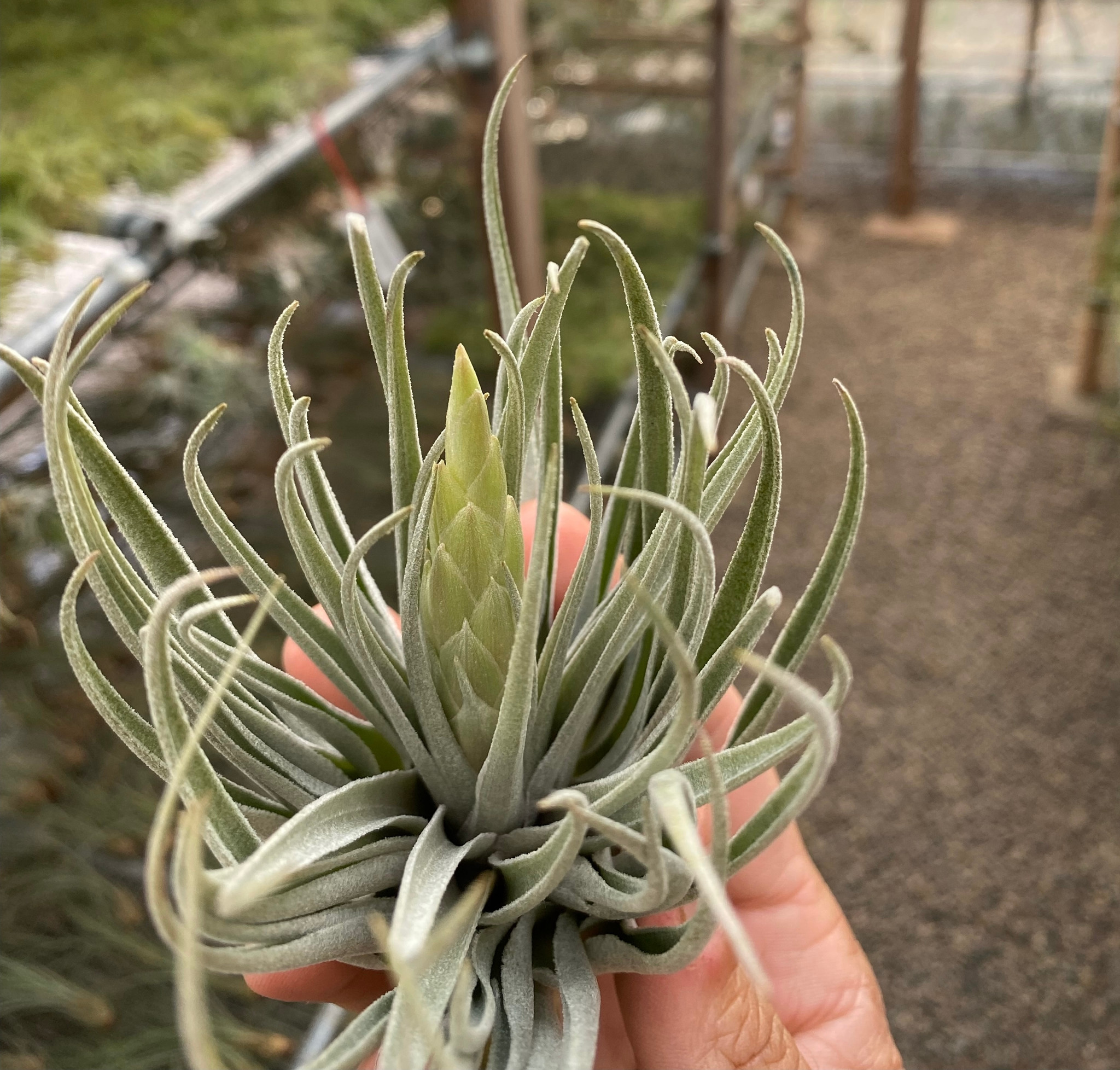 ブロメリア・エアープランツ Tillandsia kautskyi Tillandsia kautskyi