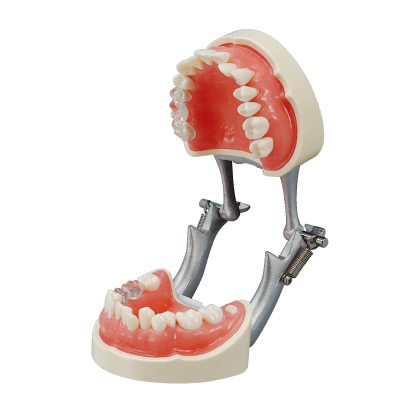 FEEDデンタル】歯磨き指導用顎模型の通販｜TBI(ブラッシング指導)用模型