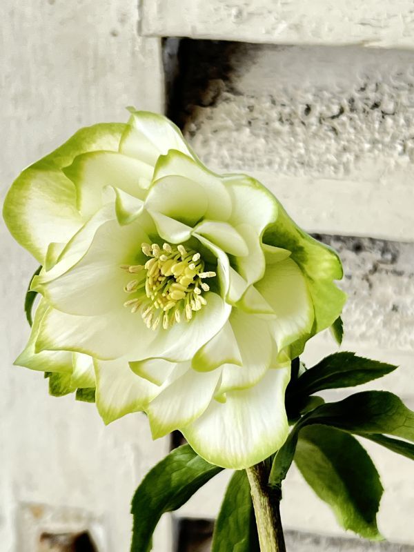 曽田園芸さんのクリスマスローズ「利休」を今年も販売します♪