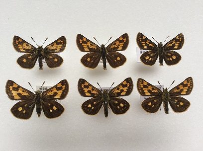 タカネキマダラセセリ | 蝶の歳時記