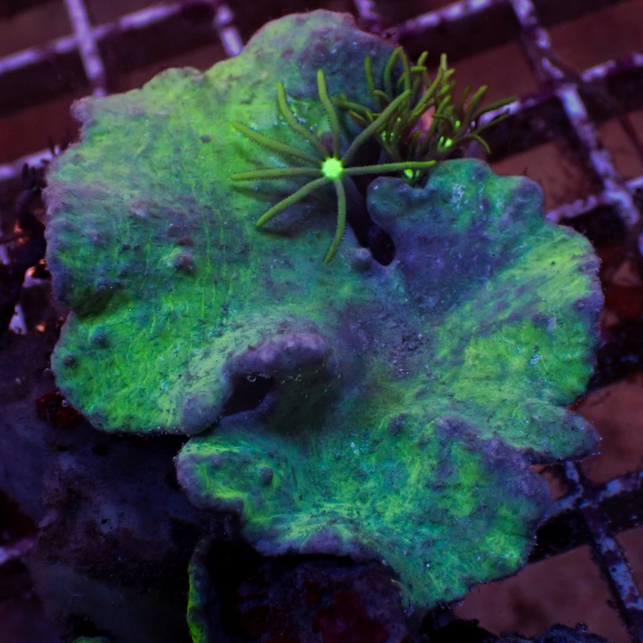 Forest Green Cabbage Leather Soft Coral | Corals Anonymous