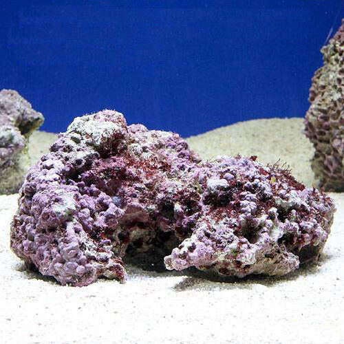 ライブロックとは | CORAL ROOM