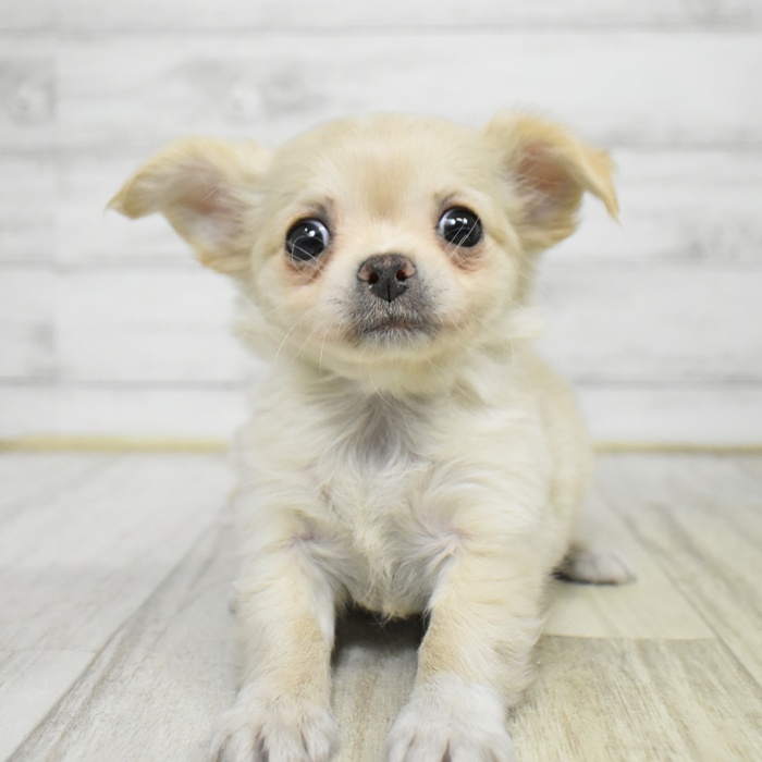 三重県のチワワ（ロング） クリーム 男の子のご紹介(199843) | ペット