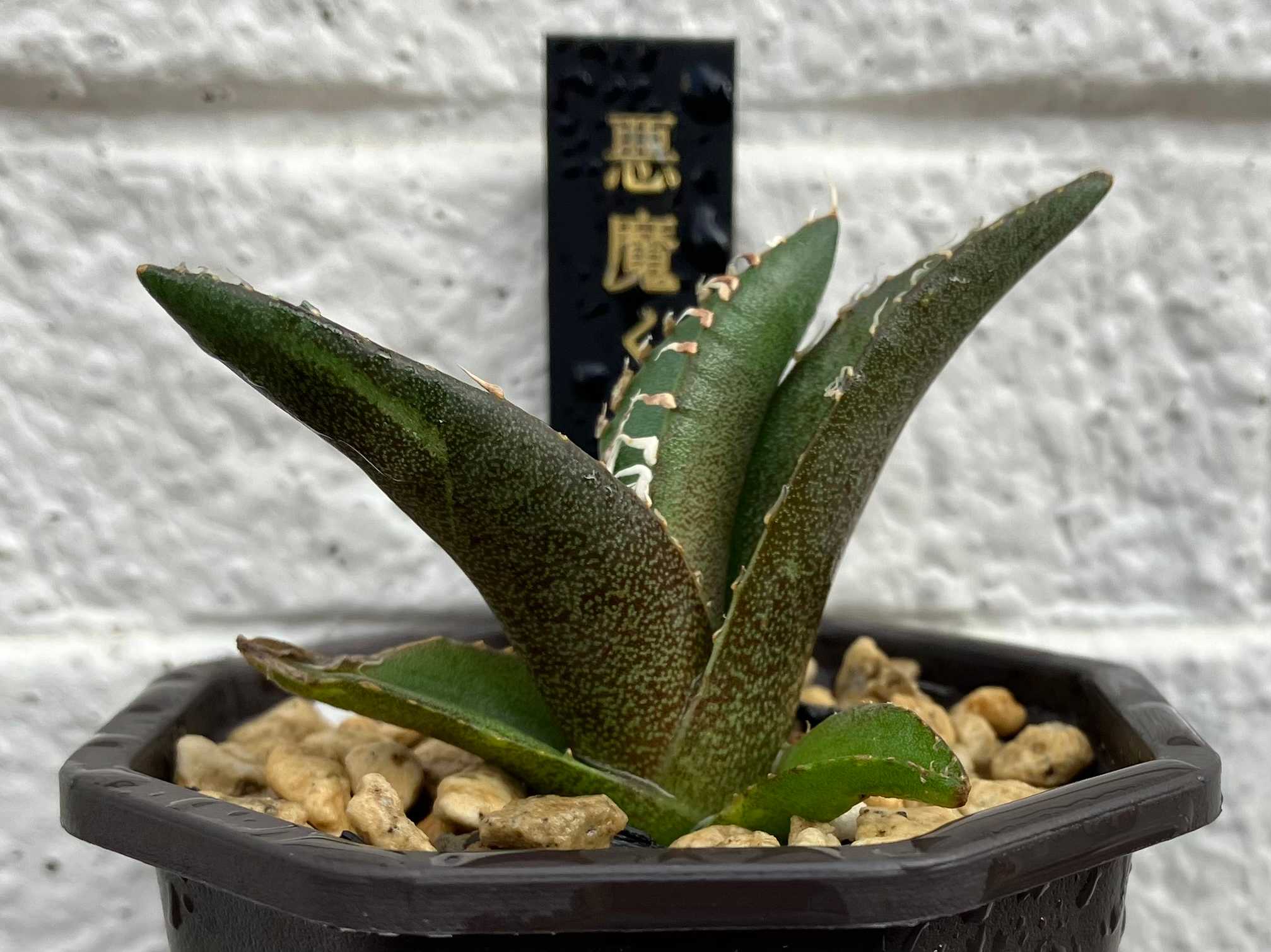 アガベ チタノタ 悪魔くん】の成長記録。｜🍀GreenSnap（グリーン