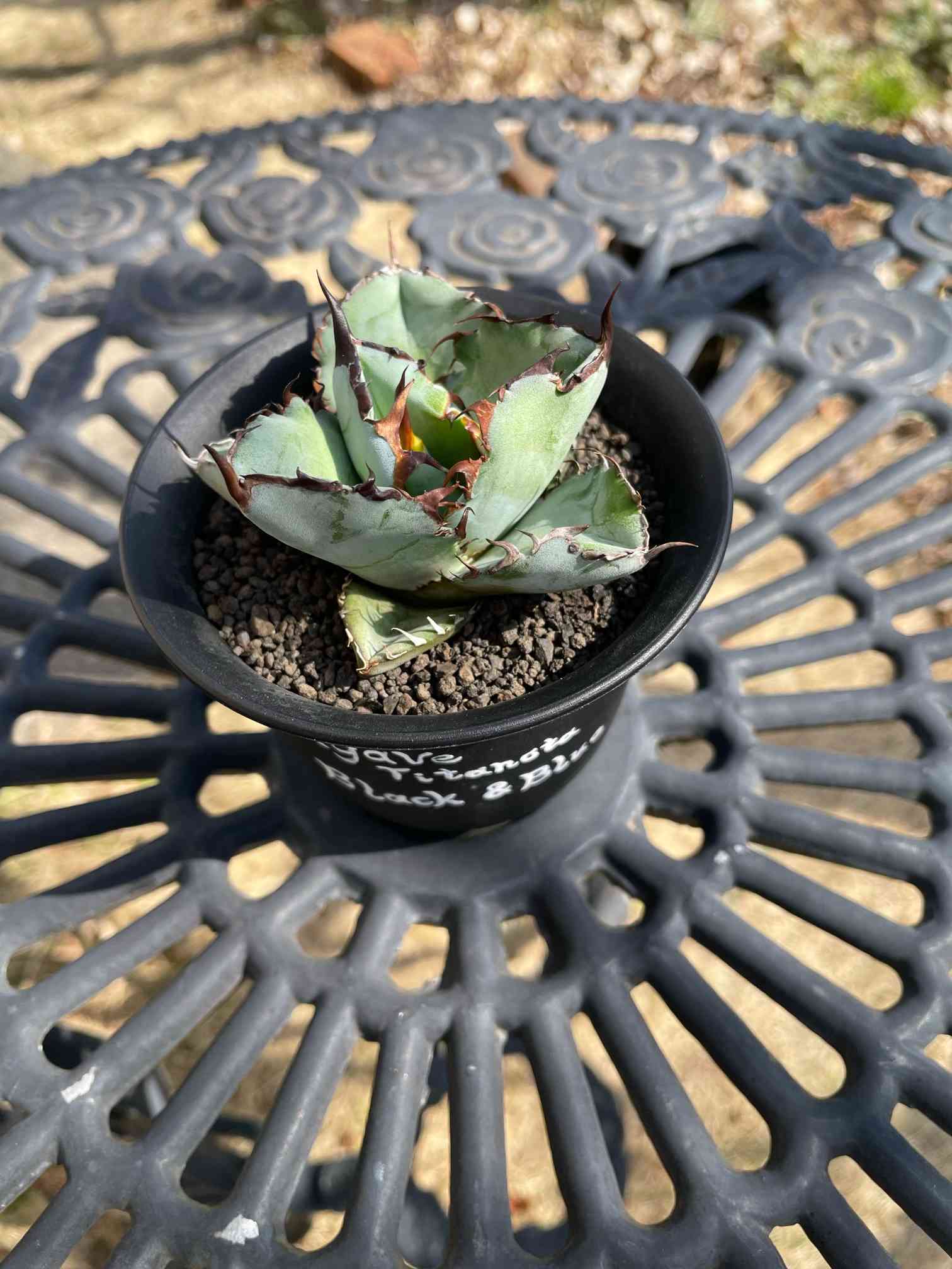 アガベ チタノタ ブラック＆ブルー 成長記録｜🍀GreenSnap（グリーン