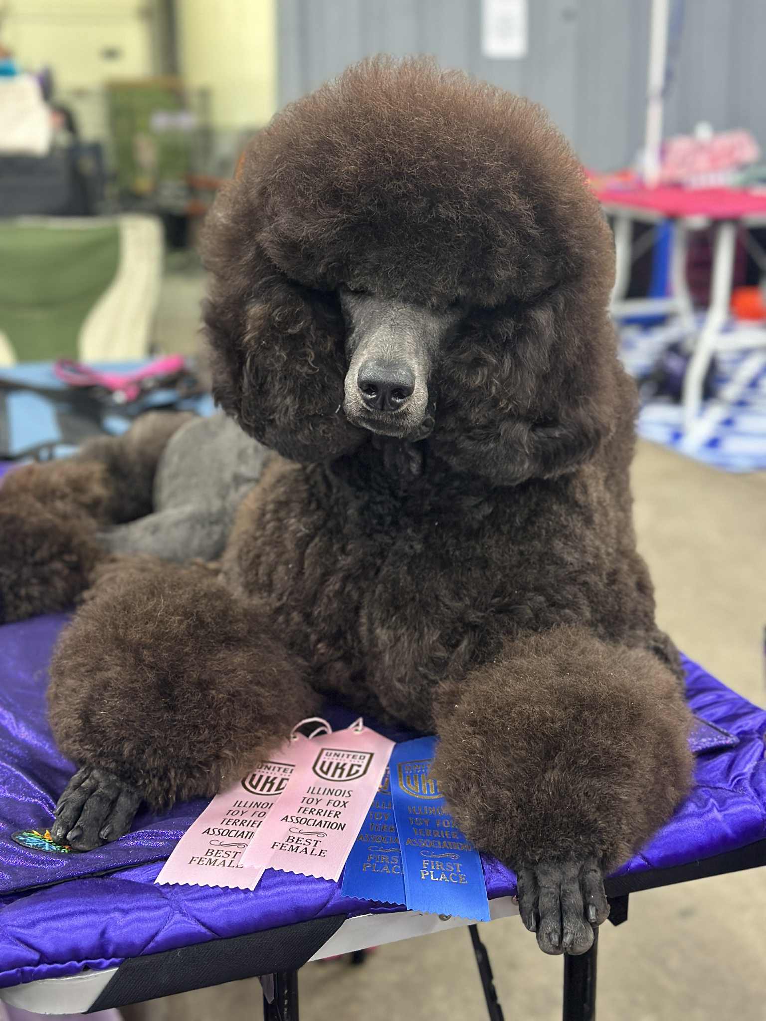 Upcoming Litters - Devin's Purple Poodles