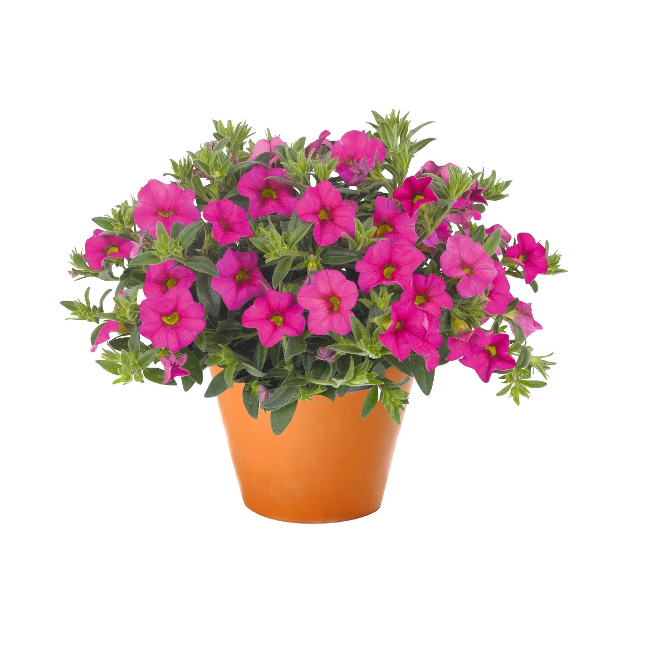 Aloha Kona Hot Pink - Products - Dümmen Orange