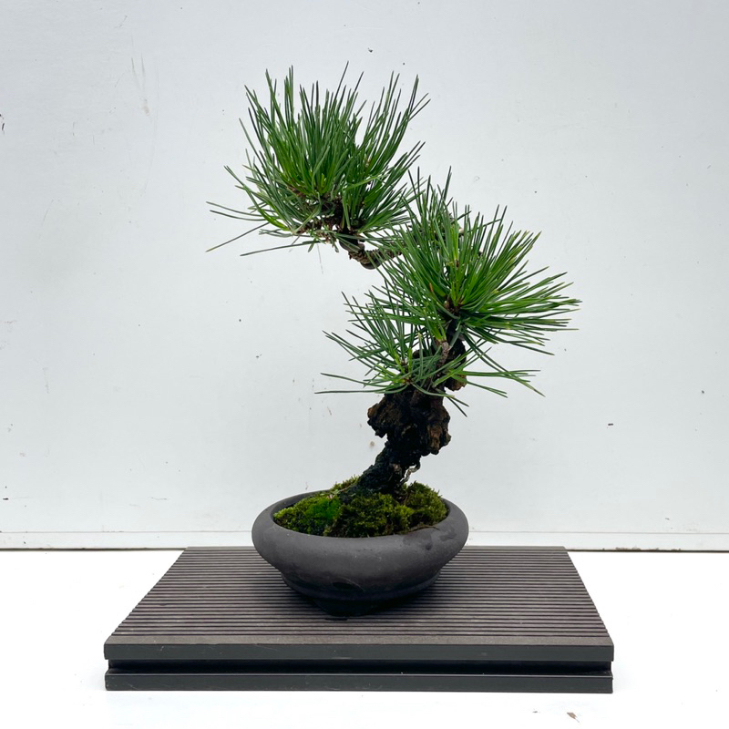 野趣小品盆栽》日本黑松🇯🇵夢錦松（錦松進化品種） | 蝦皮購物