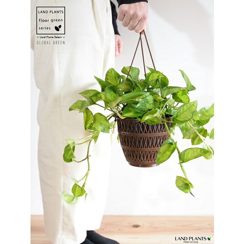 dショッピング |ポトス（グローバルグリーン） 5号 ハンギングポット