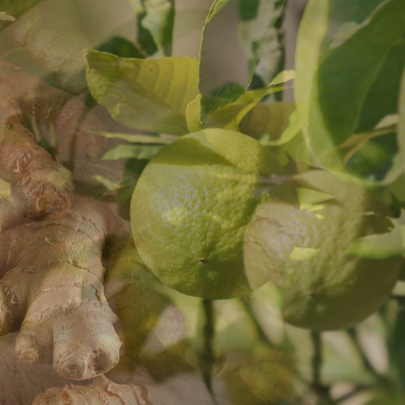 Dr. Vranjes Firenze ® Ambient Fragrance Ginger Lime Dr. Vranjes