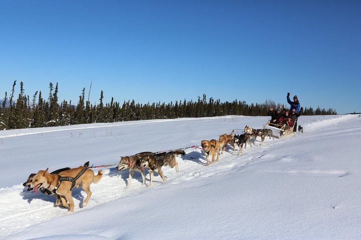 2026 フェアバンクスで冬の犬ぞり1時間、提供元：1st Alaska Tours