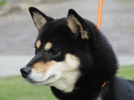 黒柴メス(s780) 鹿児大輝荘 - 里親募集