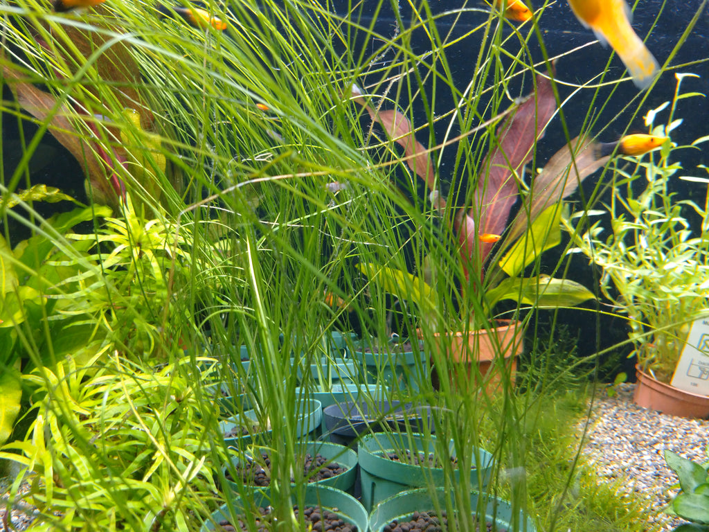 エリオカウロンsp. 'ソーシャルフェザーダスター' 1株売り – e-scape