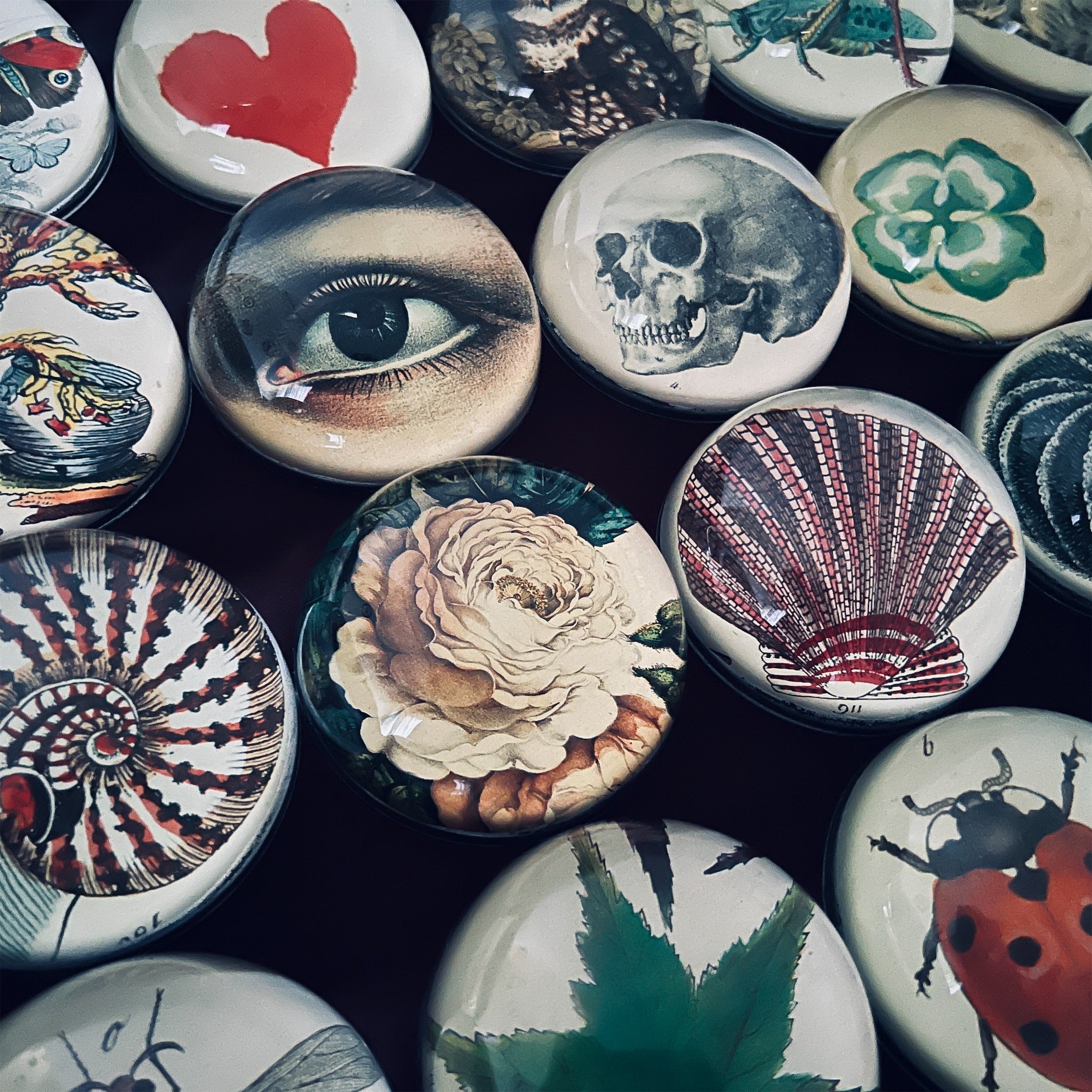 JOHN DERIAN】デコパージュペーパーウェイト Sea Plant 356 | フィール