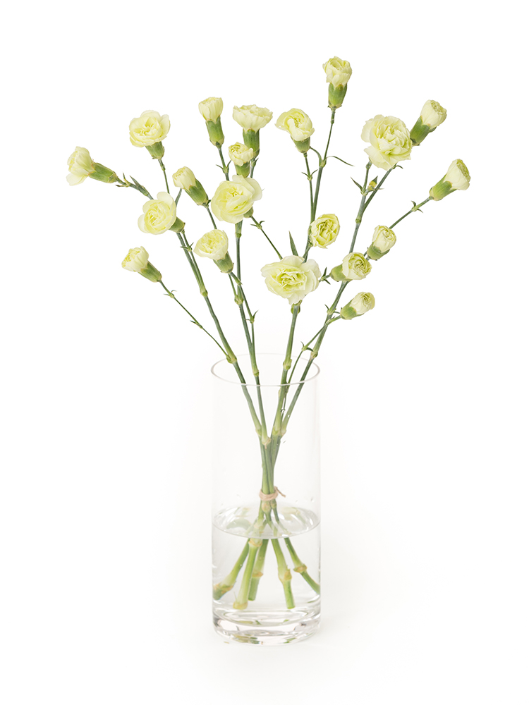 生花】スプレーカーネーション ラゴス【緑/60cm/エクアドル】｜Flower