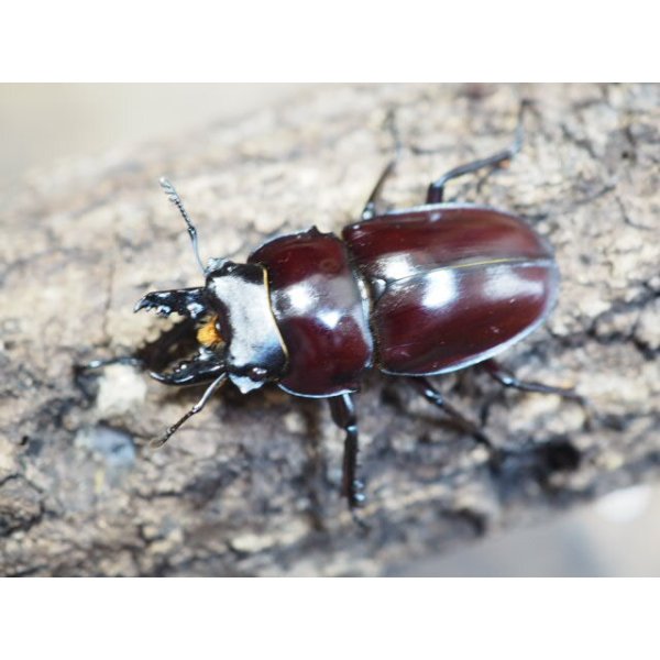 □ヤエヤママルバネクワガタ ○♂45mmUP ペア - from SCRATCH