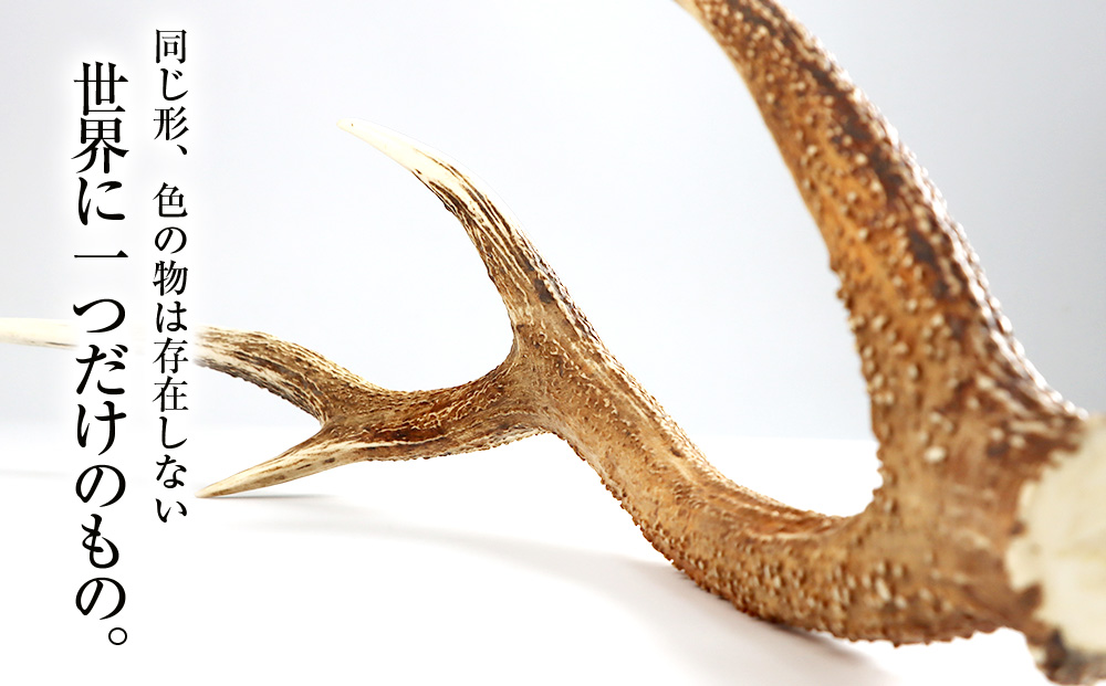 エゾシカ角（横約20cm×縦約60cm）｜ふるラボ